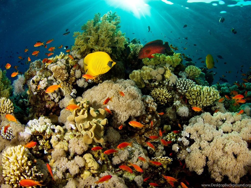 Tropical Fish Wallpapers