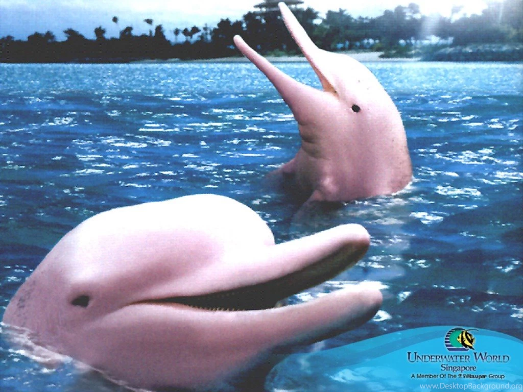 Best Animals Wallpaper: Pink Dolphin, 535753, Animals