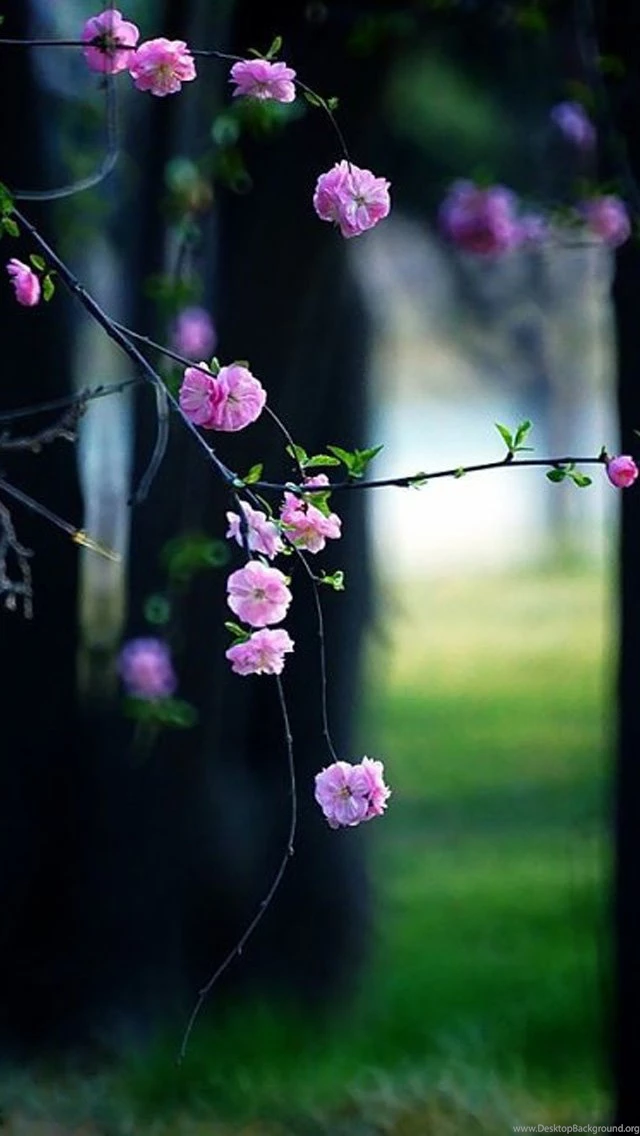 55 Elegant iPhone 5s Hd Wallpapers   Over The Top Mag