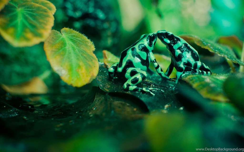 28 Excellent HD Frog Wallpapers HDWallSource.com