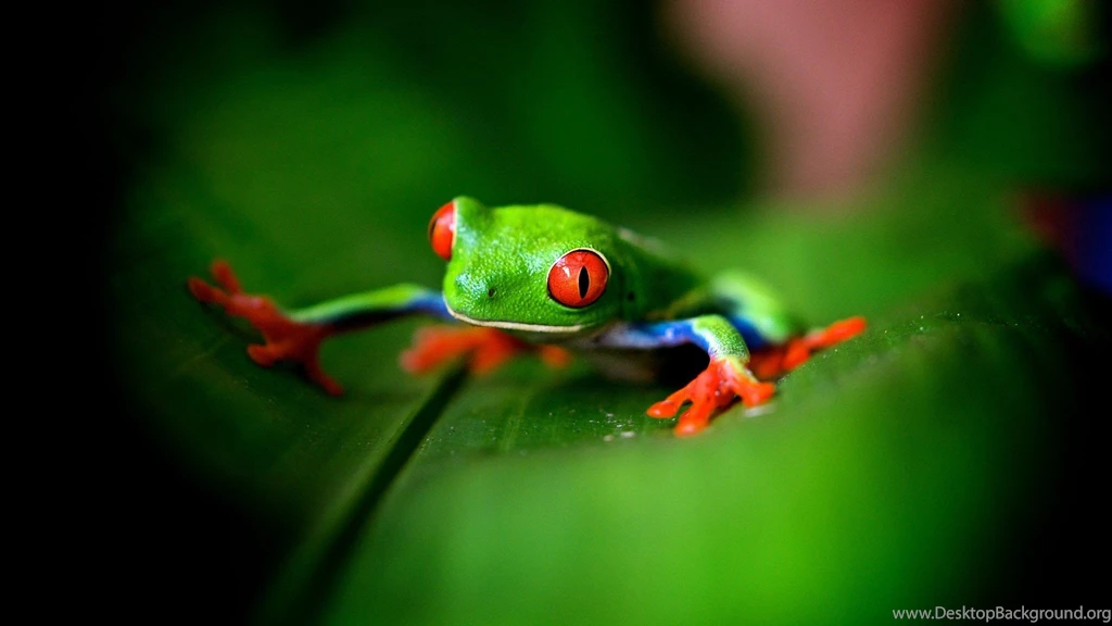 Cute Green Frog Wallpapers 2048x1152 429641