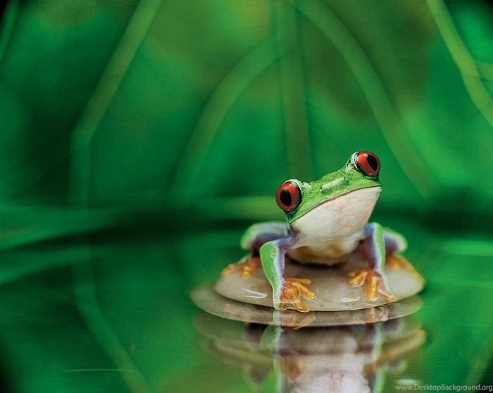 FROG HIGH QUALITY WALLPAPER