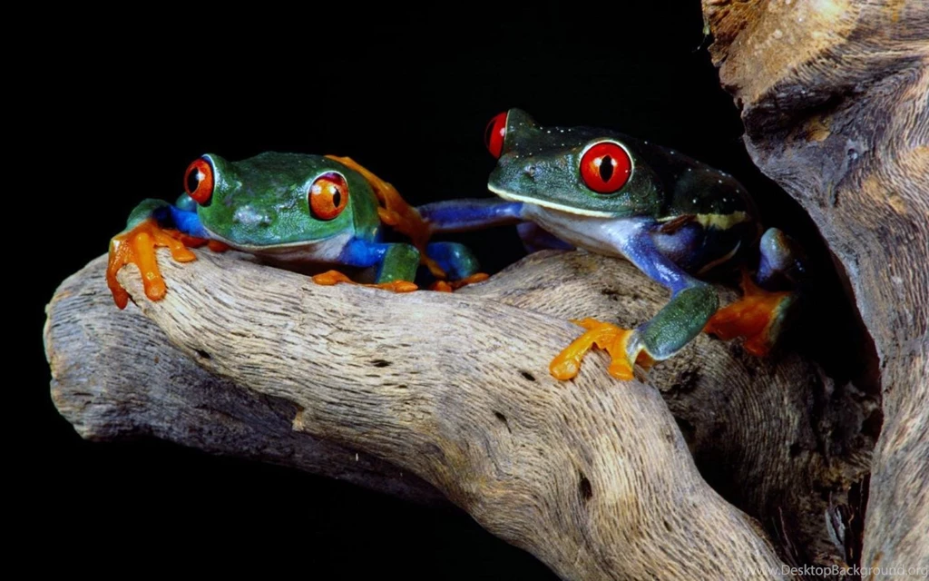 Cute Frogs (