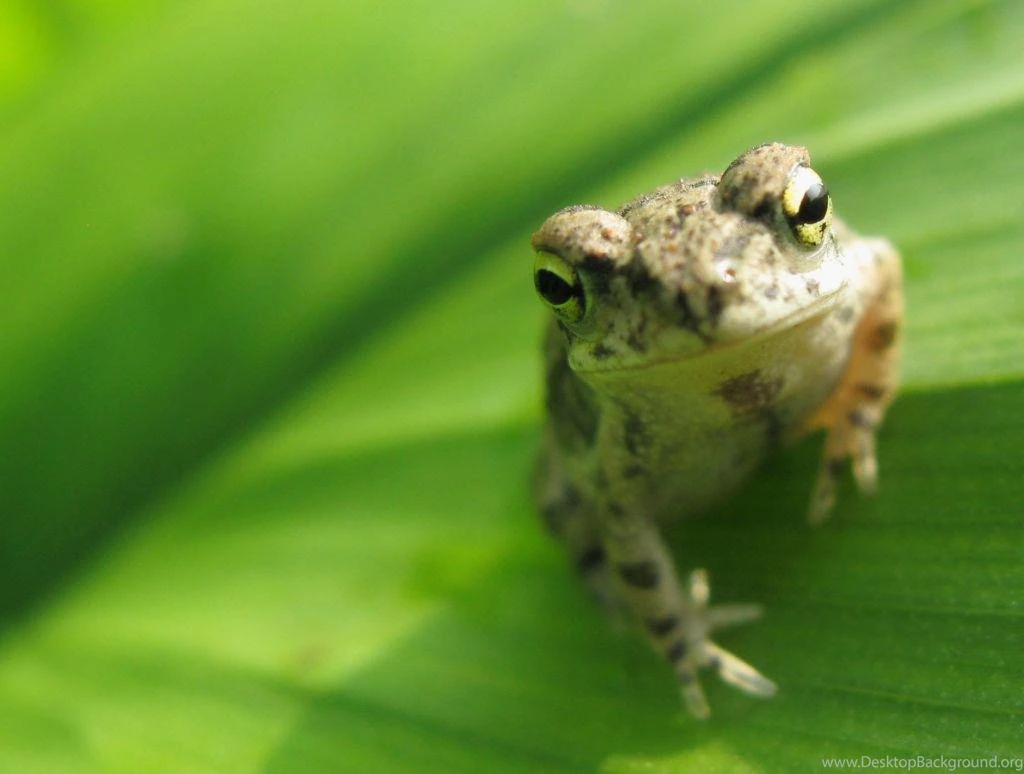 LITTLE FROG WALLPAPER (