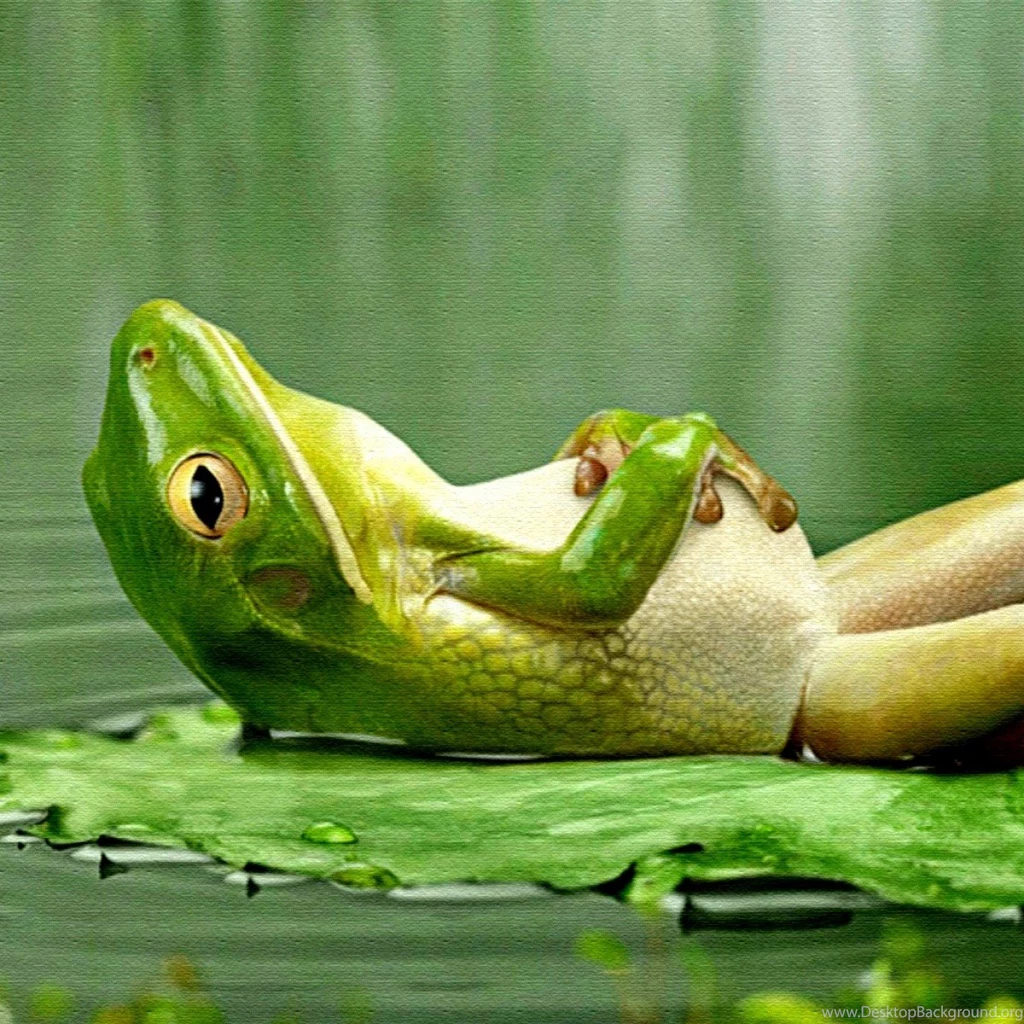 Frog Pictures