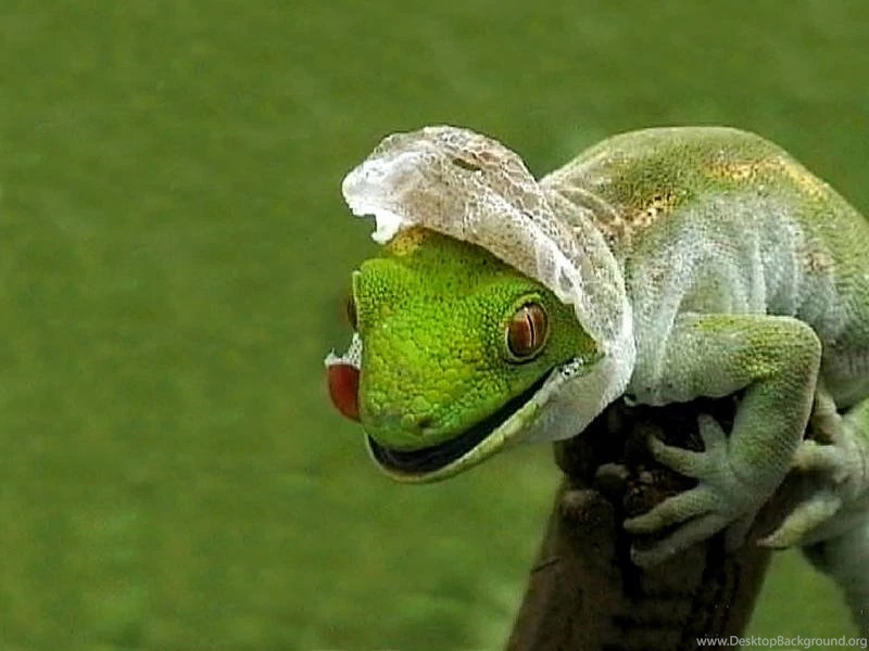 Reptiles Wallpapers, Frogs Backgrounds, Crocodiles Desktops