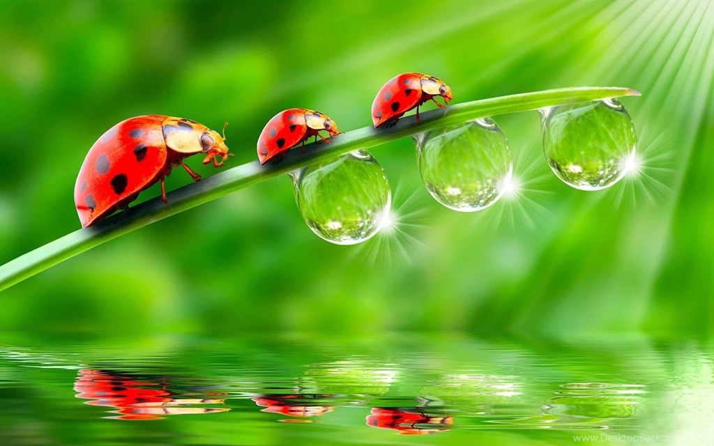 Frog Wallpapers