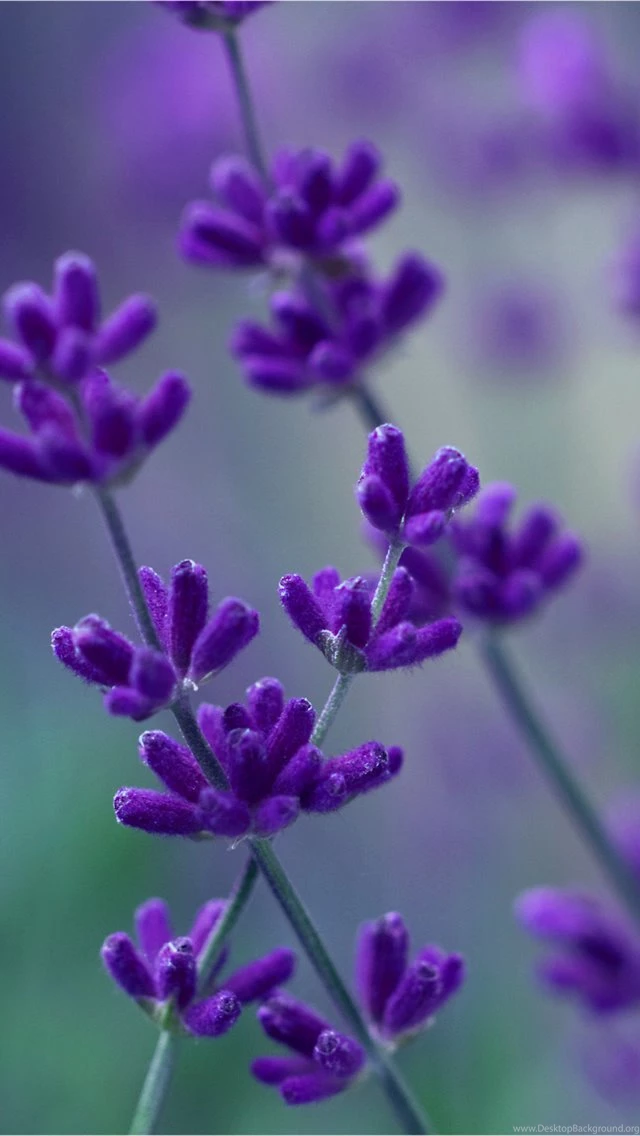 Lavender iPhone 5s Wallpapers Download