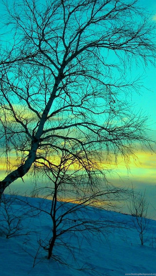 Withered Tree Closeup