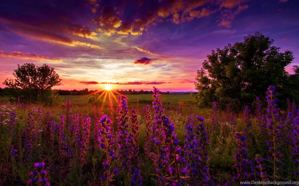 Purple Sunset (