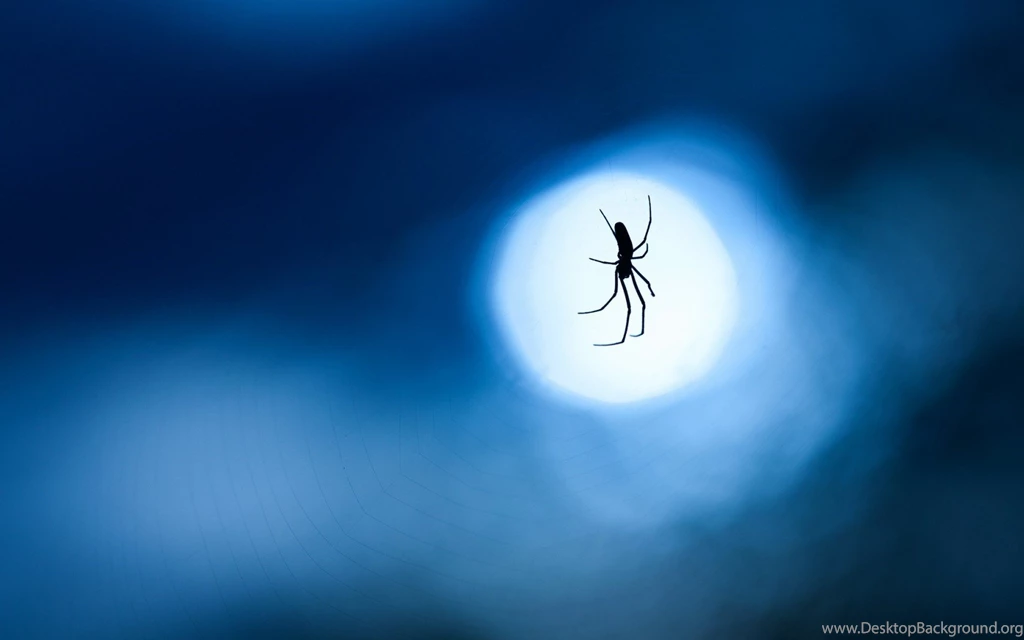 Spider Web Night Moon Close Up