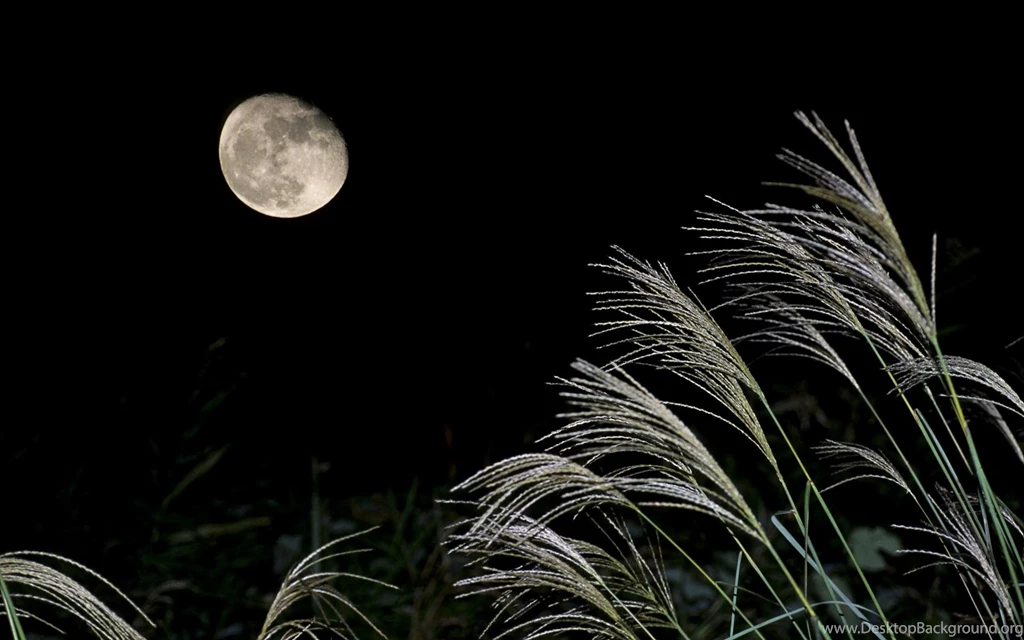 FULL MOON NIGHT WOOOOOWWWW WALLPAPER (