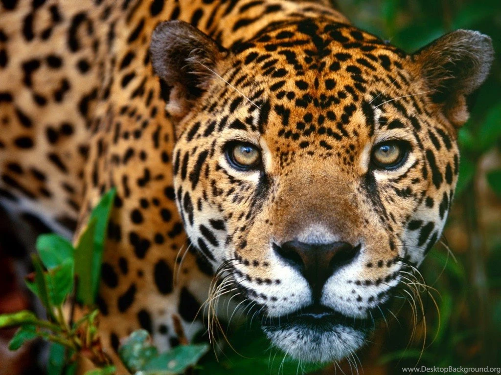 North Chinese Leopard Wallpapers