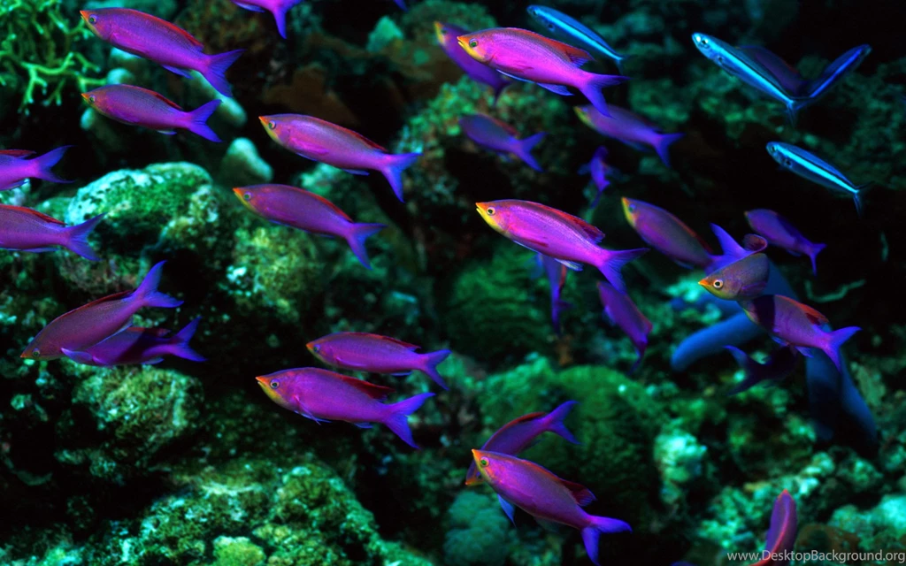 Nature Wallpapers 157, Free Desktop Wallpapers, Cool Wallpapers