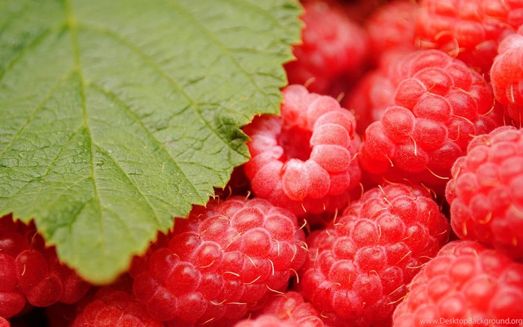 Raspberry HD Photography Wallpapers 11 - Cate Wallpapers Free ...