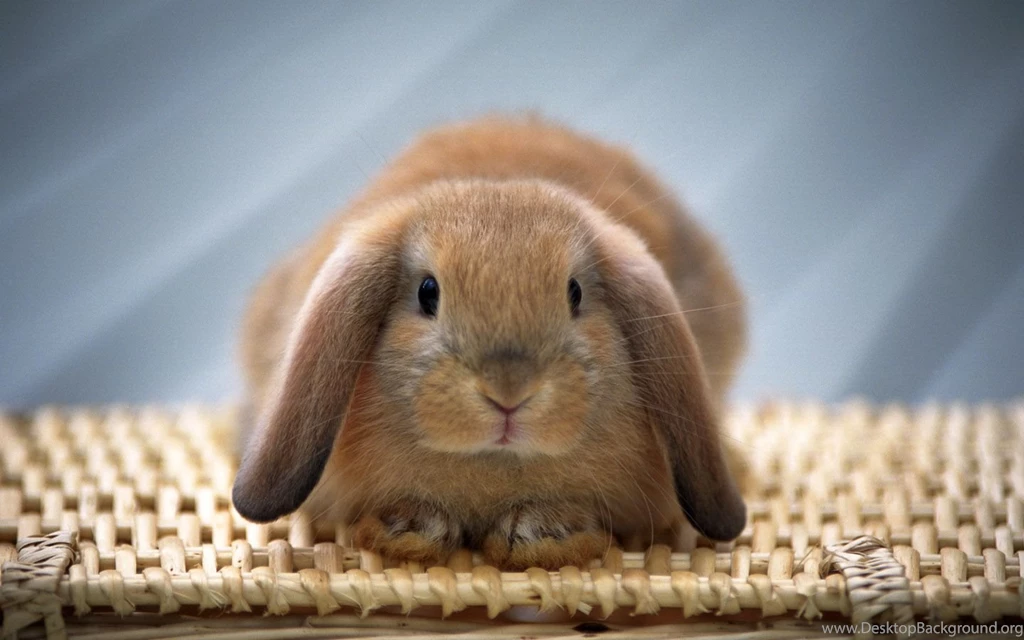 Easter Bunny Wallpapers Free Wallpapers Cave