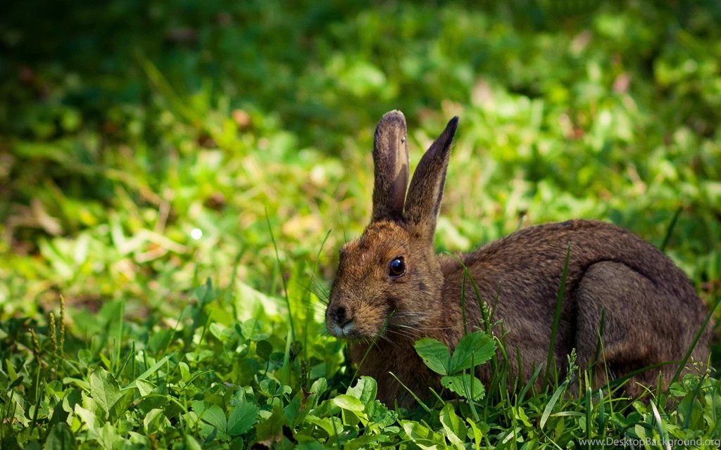 Download Free Modern Bunny The Wallpapers 2272x1585