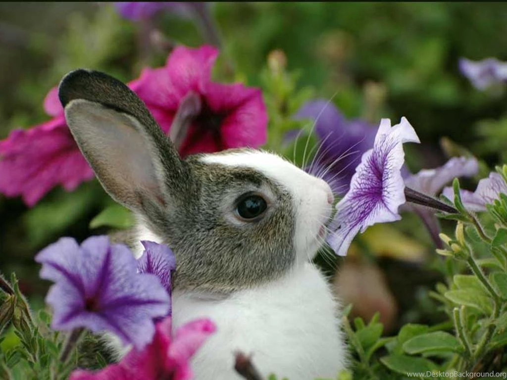 Baby Bunny Wallpapers Hd Images 3 Hd Wallpaperscom
