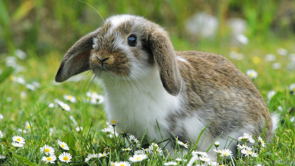 Animals Bunny Wallpapers