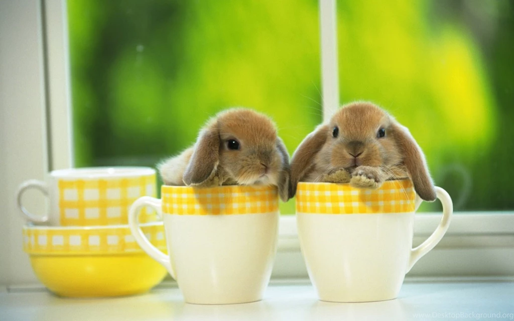 Cute Bunny Wallpapers   Wallpapers Zone