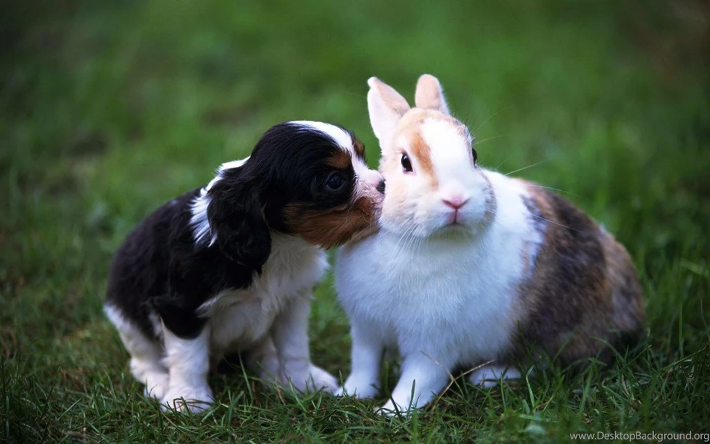 Rabbit Wallpapers Gtgt Backgrounds With Quality Hd. Cute Dog Hd ...