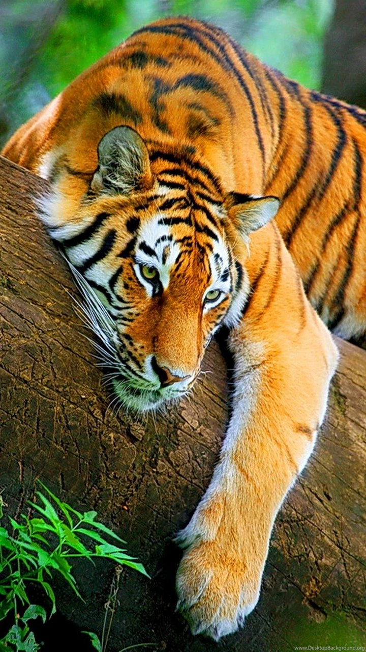 Galaxy S3 Wallpapers HD Beautiful, Stunning Wallpapers