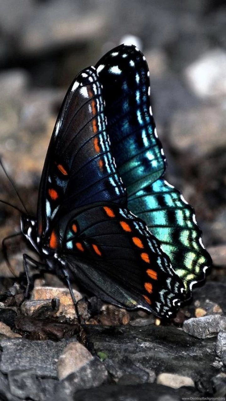 Galaxy S3 Wallpapers HD Beautiful, Stunning Wallpapers