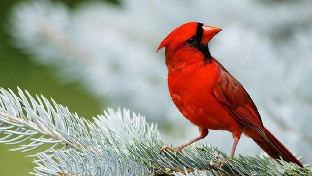 Cardinal Wallpapers (