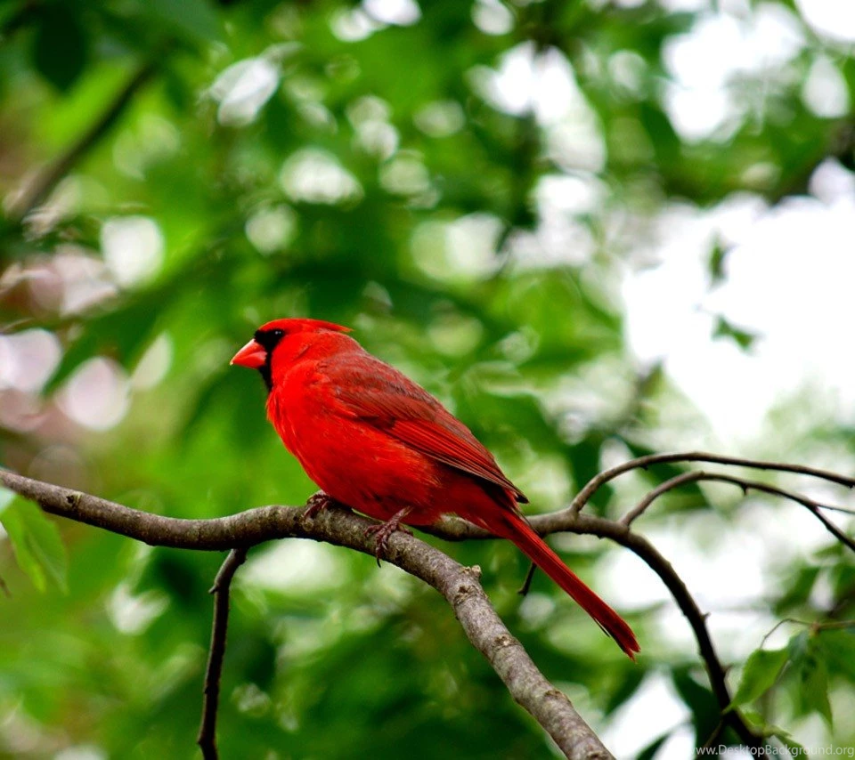 Beautiful Northern Cardinal Songbird Green Tree Branch Red Birds ...