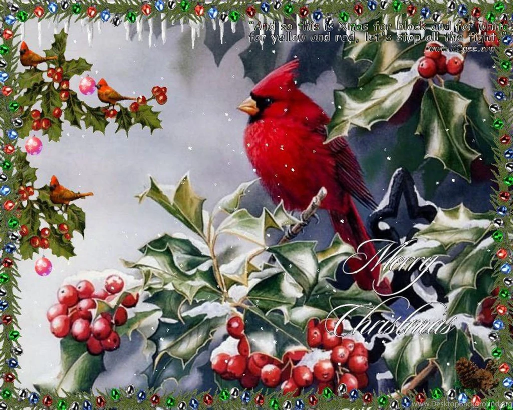 Birds: Xmas Cardinal Christmas Holiday Red Bird Big Desktop ...