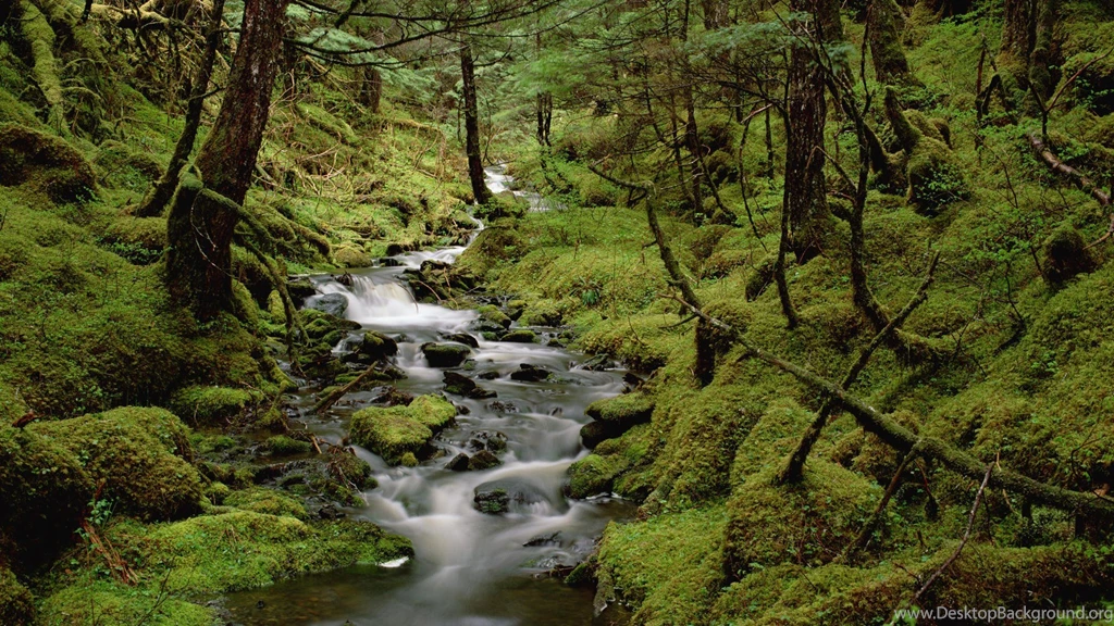 Temperate Rainforest Cordova Alaska Wallpapers And Stock Photos ...