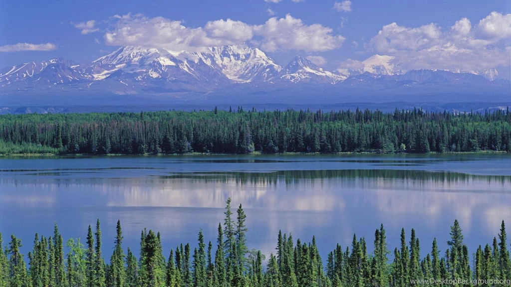 Alaska Willow 1920×1080 Wallpapers 2195695