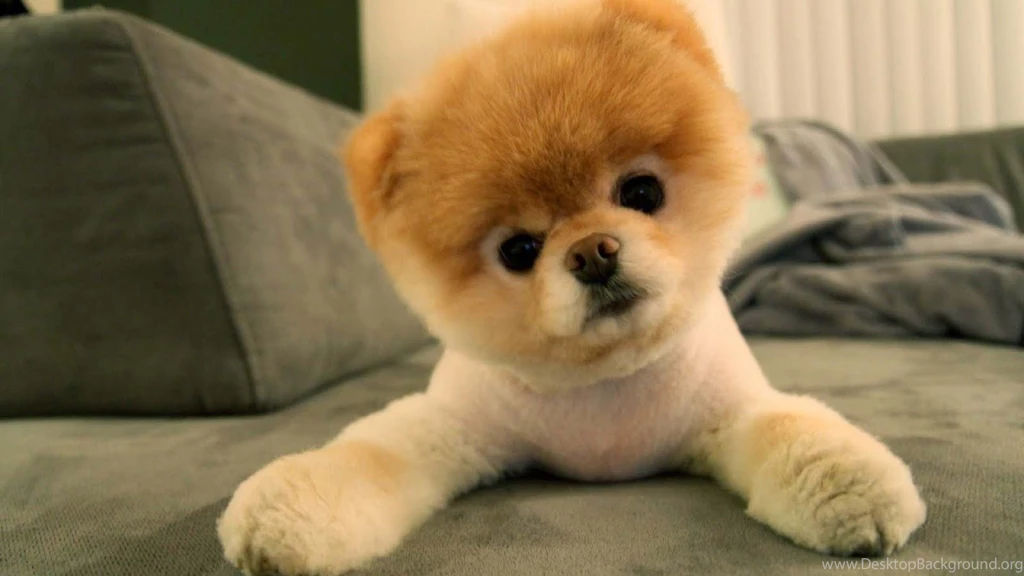 Cute Pomeranian Puppies Wallpapers Image
