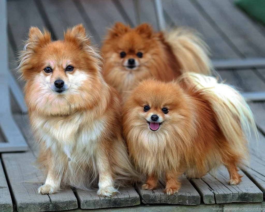 Funny Pomeranian Puppies Wallpapers