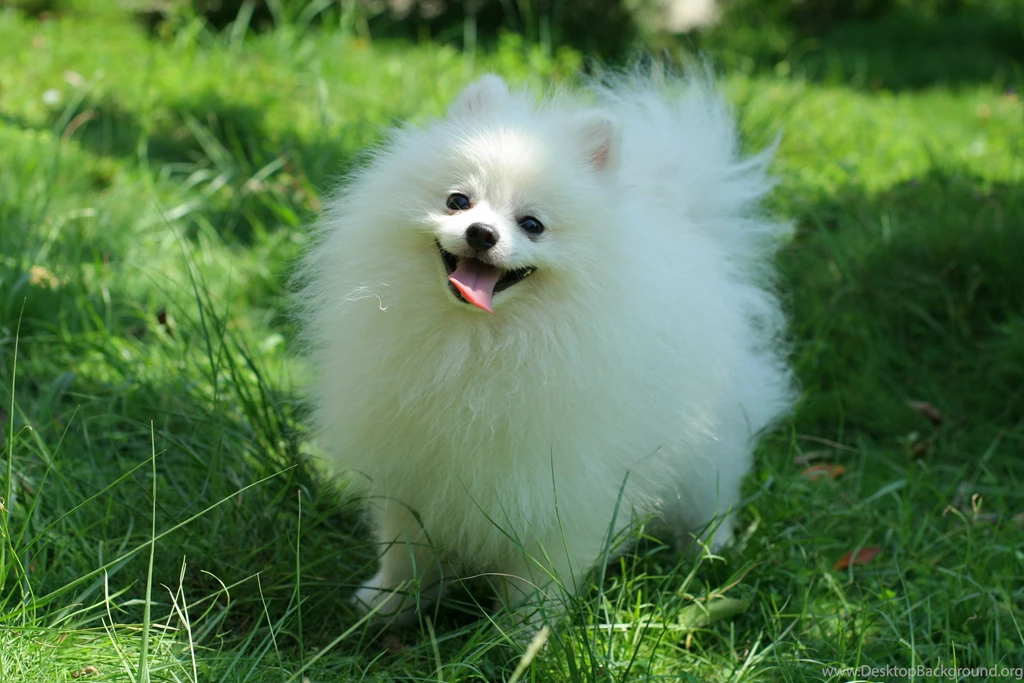 Desktop Background,Cute Pomeranian Puppies Wallpapers,DarkOliveGreen,Popula...