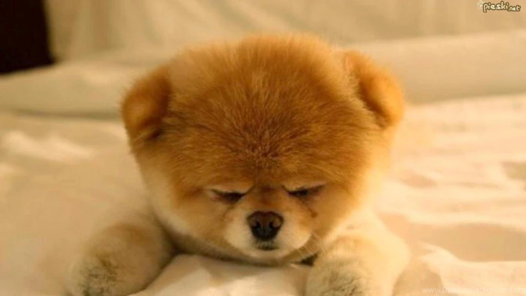 Cute Pomeranian Puppies Wallpapers Image