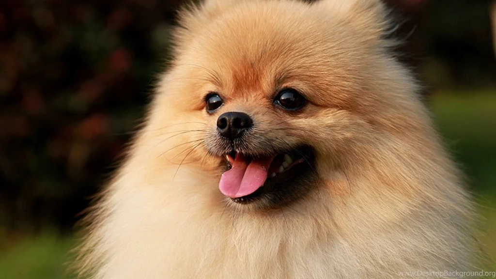 Hd HD Wallpapers, Dog Backgrounds