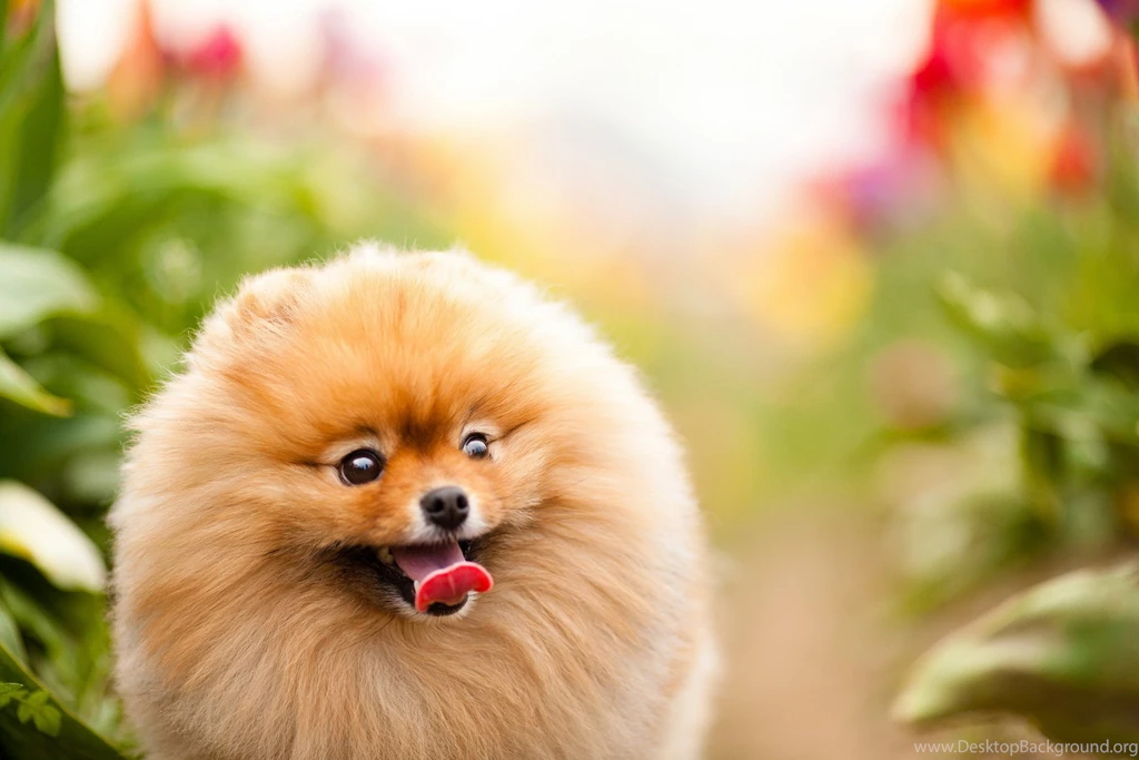 Pomeranian Puppies Wallpapers