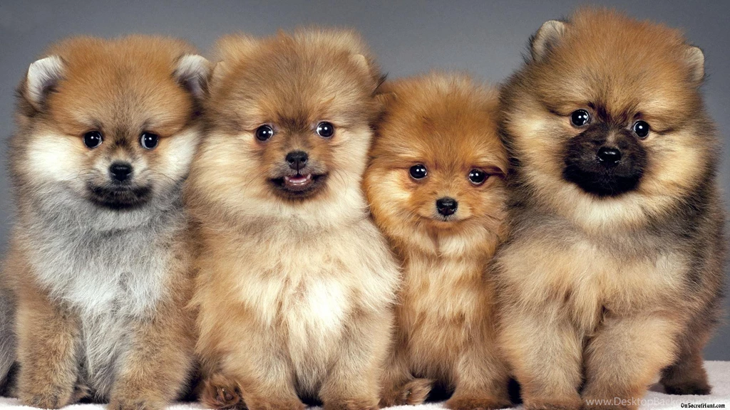 Pomeranians Cute Dogs PetPictures