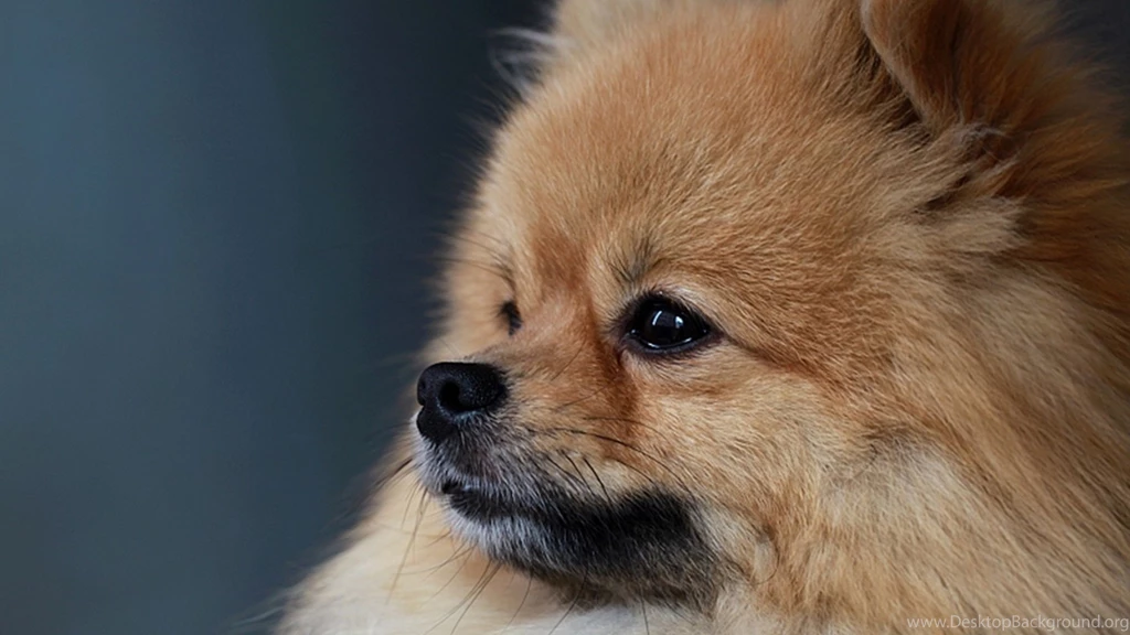Funny Puppy At House Photos