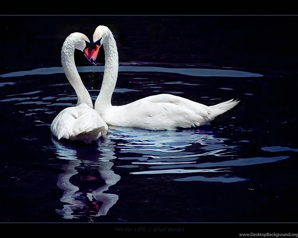 True Love Shayari Shayari Love Hindi Girlfriend In Urdu In English ...