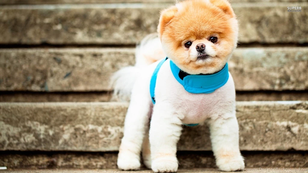 Pomeranian Puppy : Desktop And Mobile Wallpapers : Wallippo