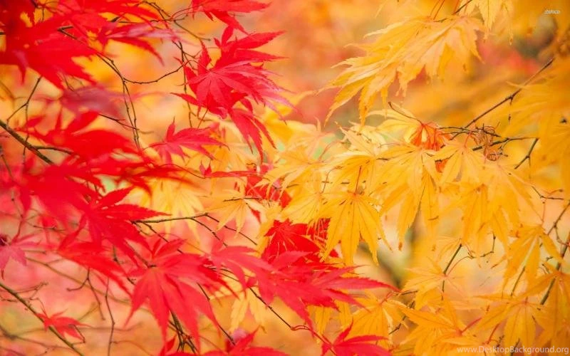 Autumn Leaves Wallpaper,photography HD Wallpaper,2560x1600 HD ...