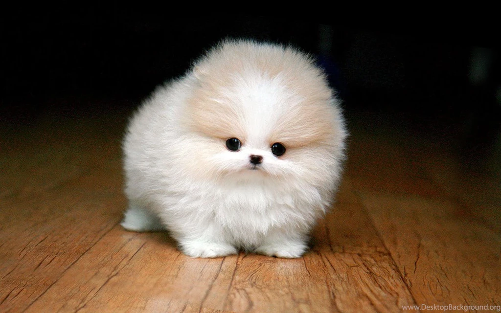 Pomeranian Husky Mix 15 Free Hd Wallpapers DogBreedsWallpapers.com
