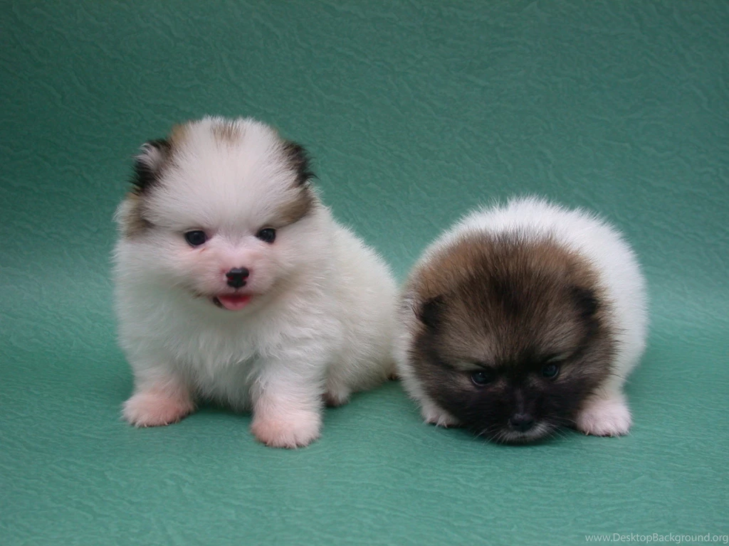 Pomeranian Puppies Cute Dogs Backgrounds Free Images