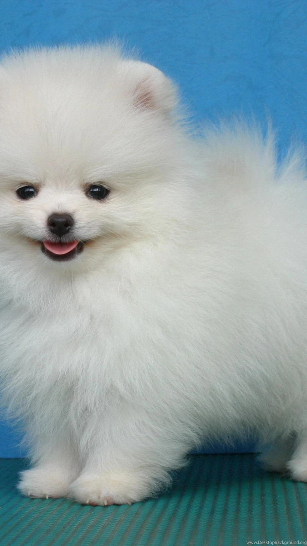 White Pomeranian Puppies Iphone 6 Plus Wallpapers