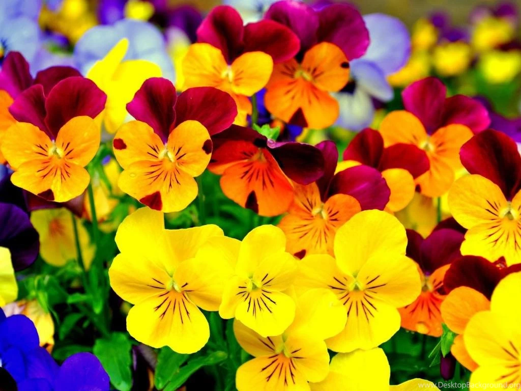 Bright Colors Petals (