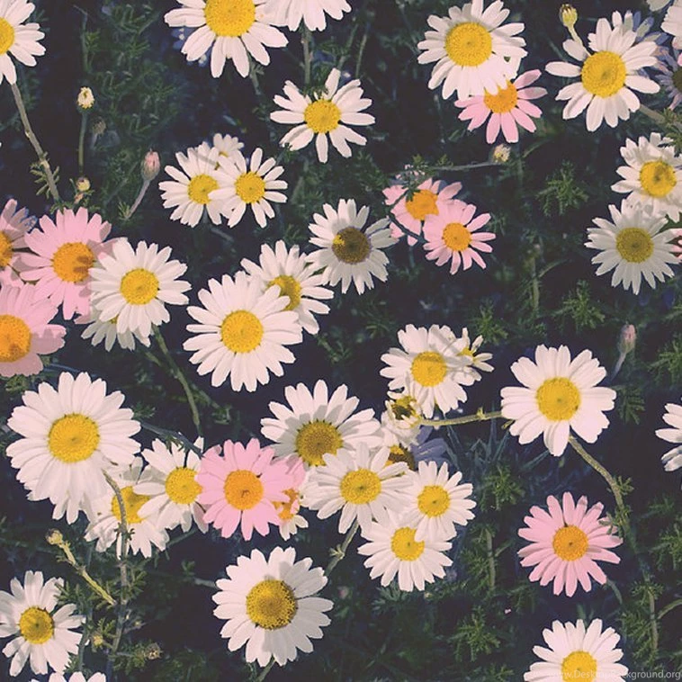 iPhone Wallpapers