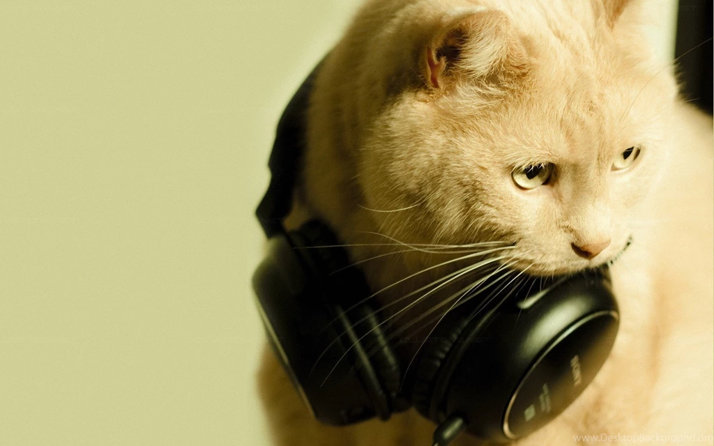 Cat And Headphones Wallpapers