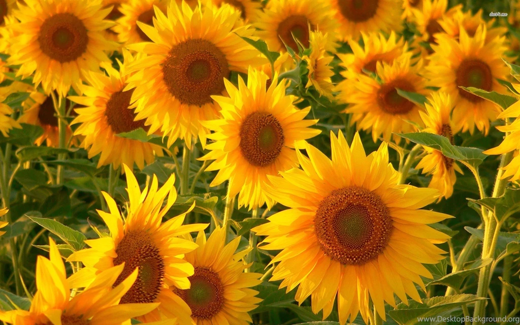 Wallpapers > Beautiful Flowers > Sunflower Hd Wallpapers @ Collect HD